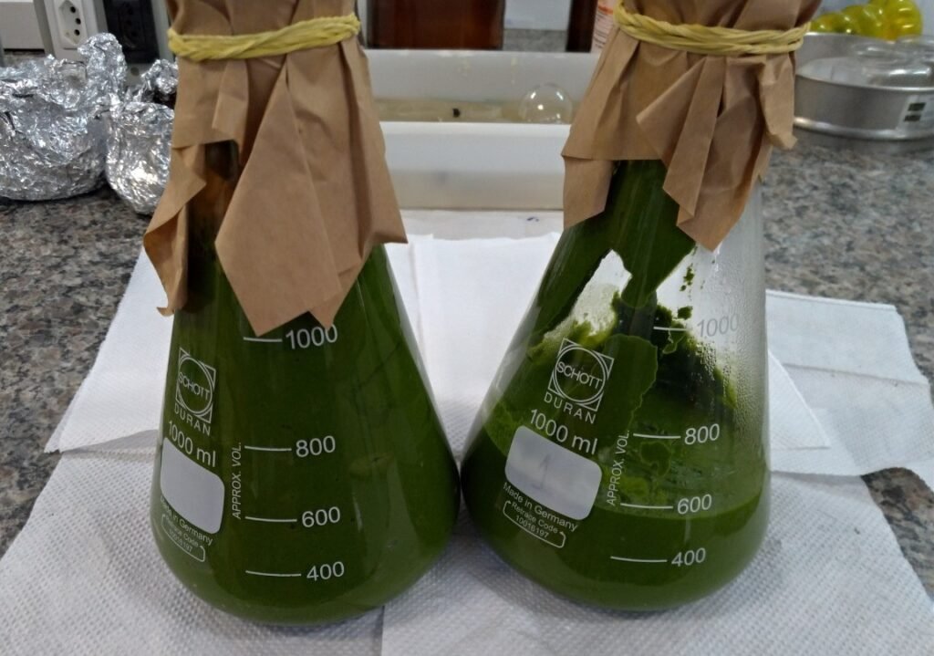Extratos de erva-mate em tubos de ensaio destinados à pesquisa com erva-mate