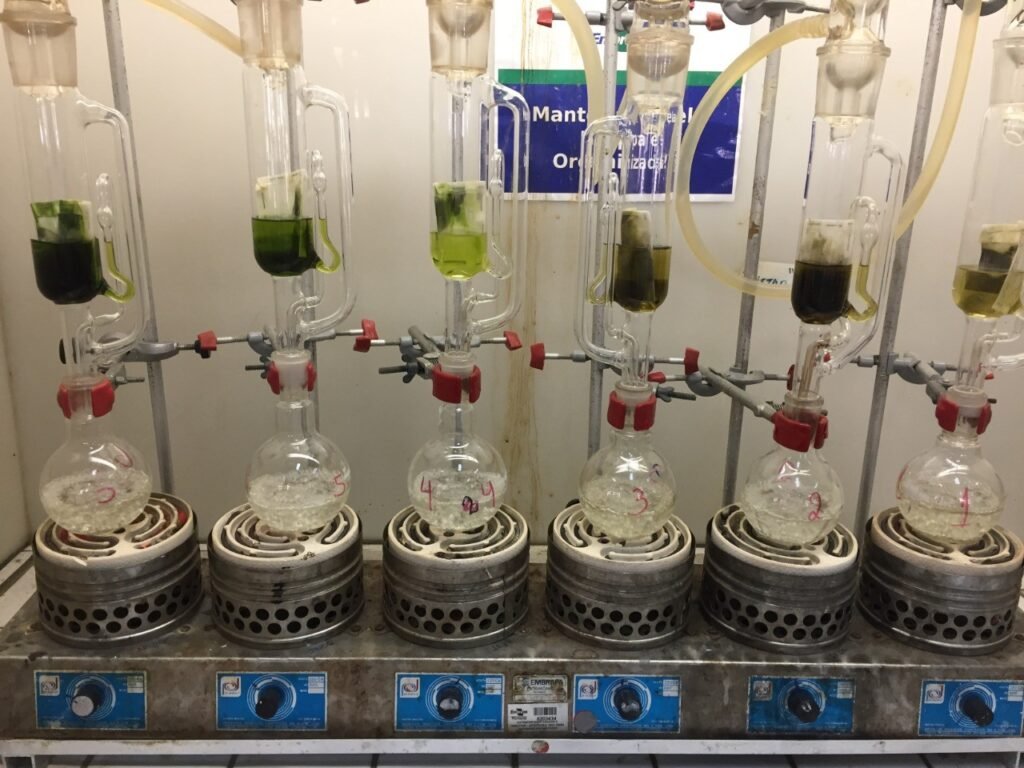 Erva-mate em tubos de ensaio de laboratório da Embrapa Florestas
